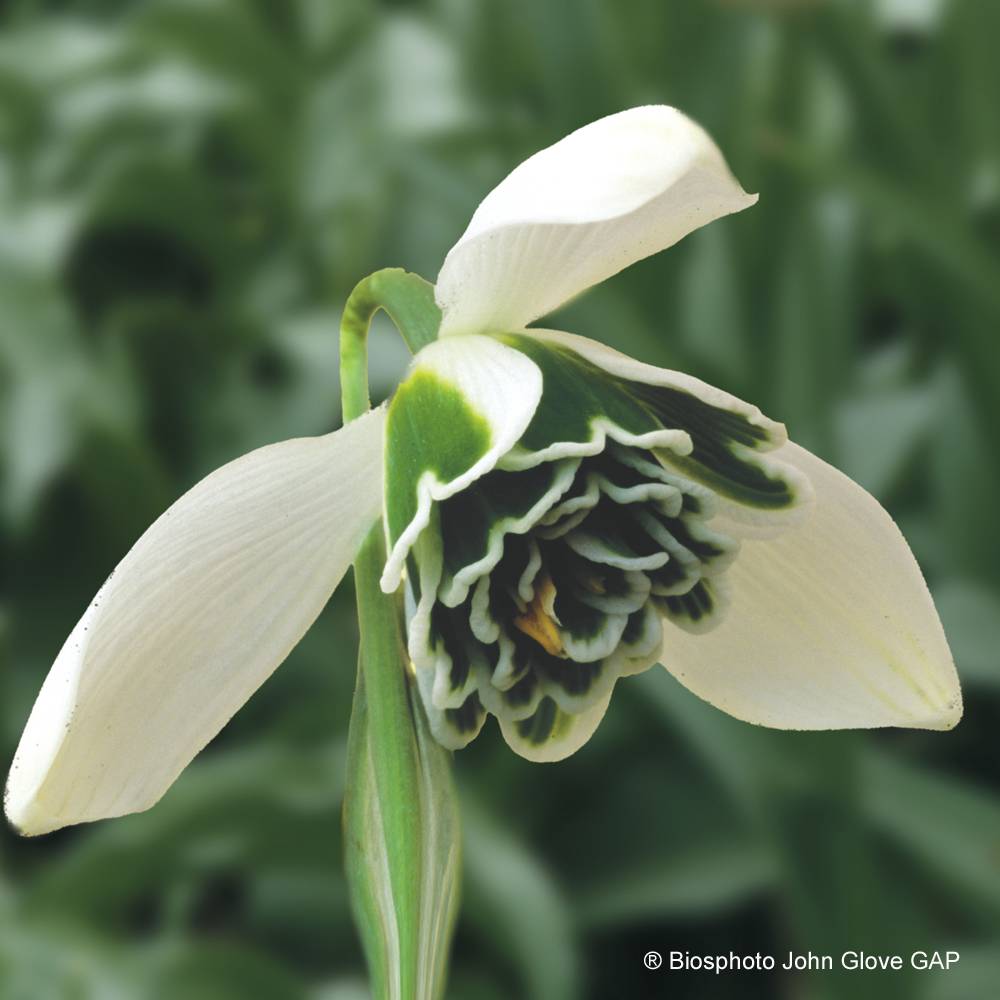 Promesse de Fleurs - Perce-neige double - Galanthus nivalis Dionysus Bulbe calibre 6+ (par 3)