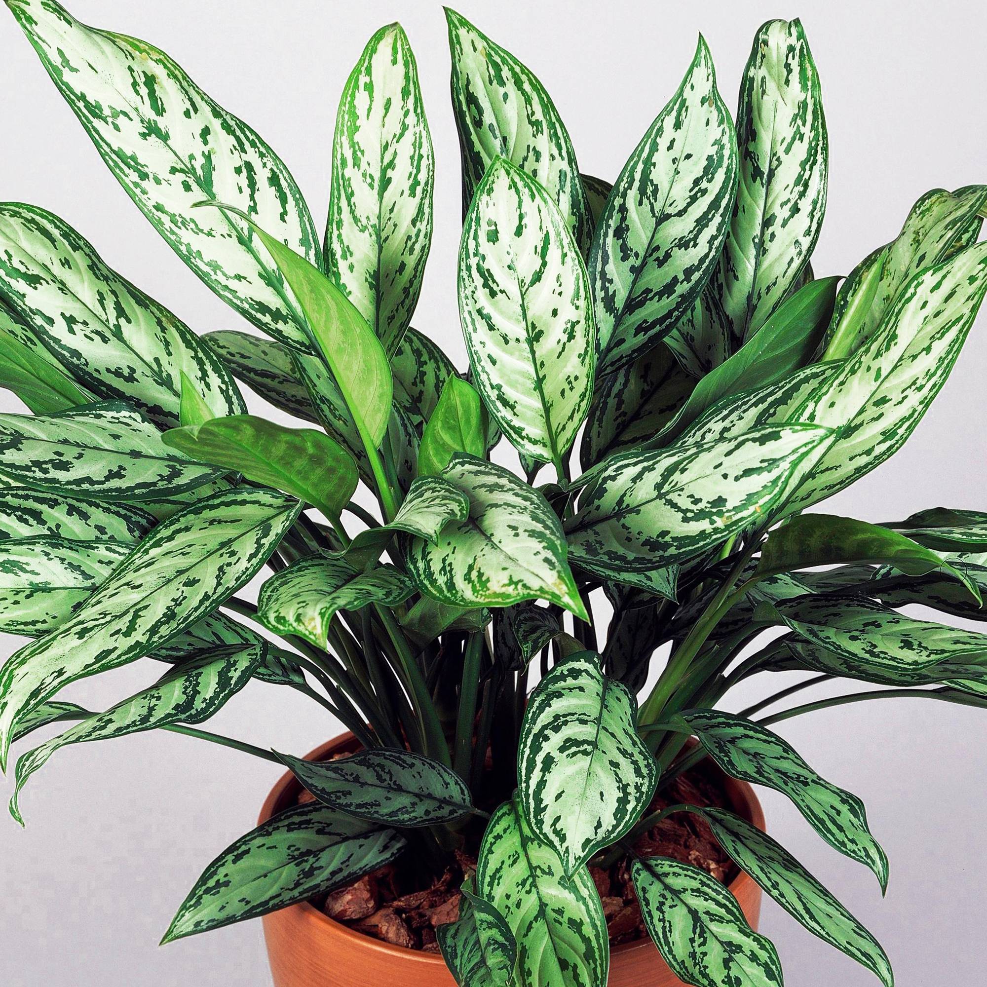 Gardenersdream - Aglaonema Maria Christina Premium | Plante Chinoise À Feuilles Persistantes | 25-35 Cm En Pot - GardenersDream - Image 1