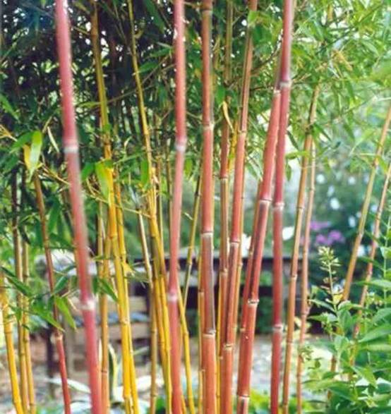 0 - Phyllostachys aureosulcata Pot de 12 litres - 140/160 cm - Image 3