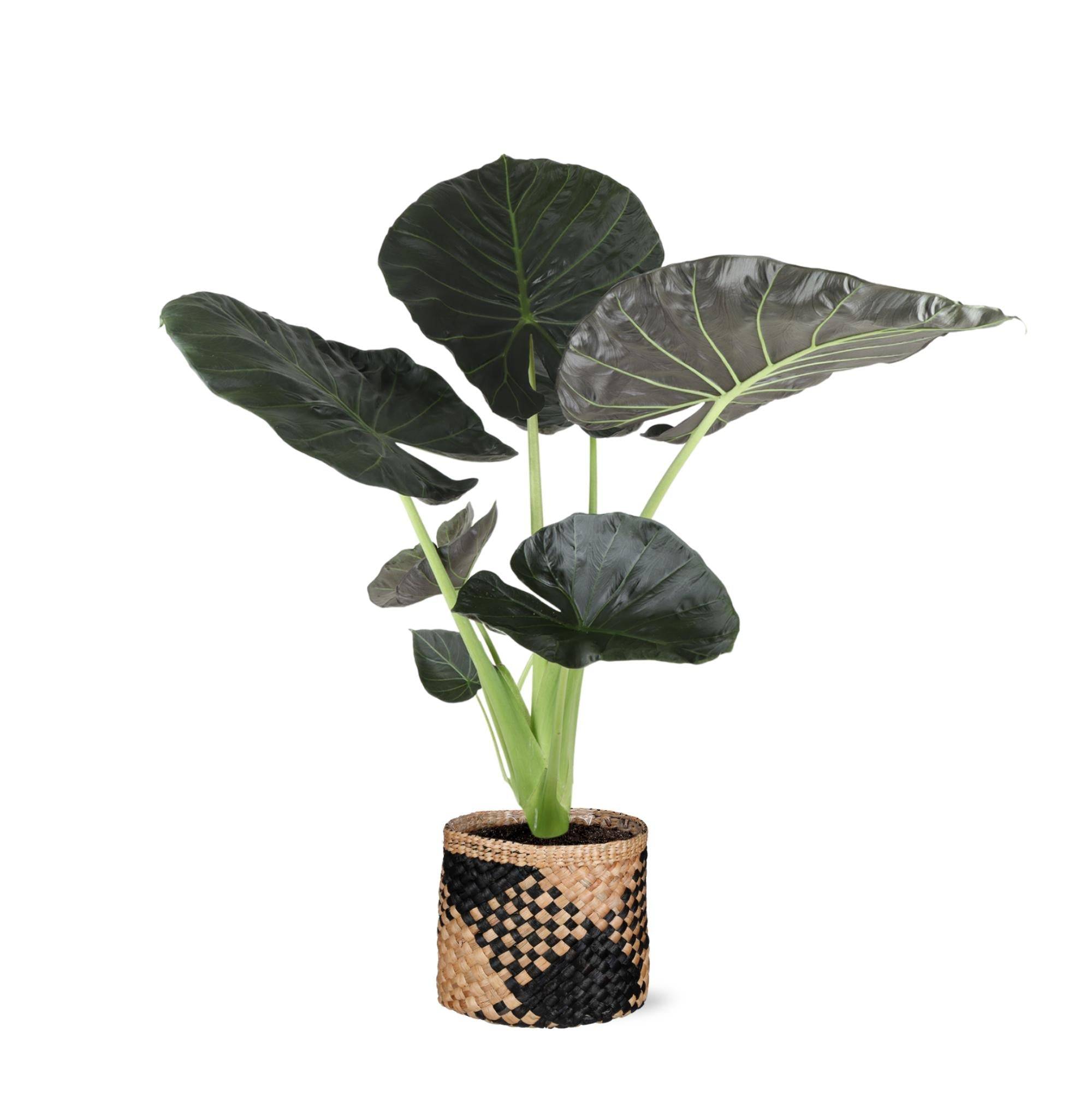 Alocasia Regal Shield et son pot- La Green Touch Panier naturel - Hauteur 100cm