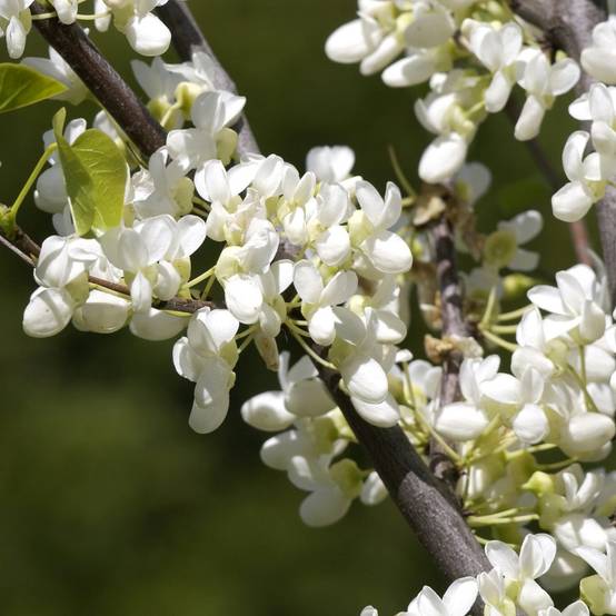 Gainier du Canada - Cercis canadensis Royal White Pot de 12L/15L - Image 1