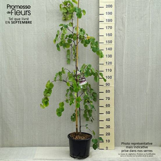 Gainier du Canada - Cercis canadensis Royal White Pot de 12L/15L - Image 2