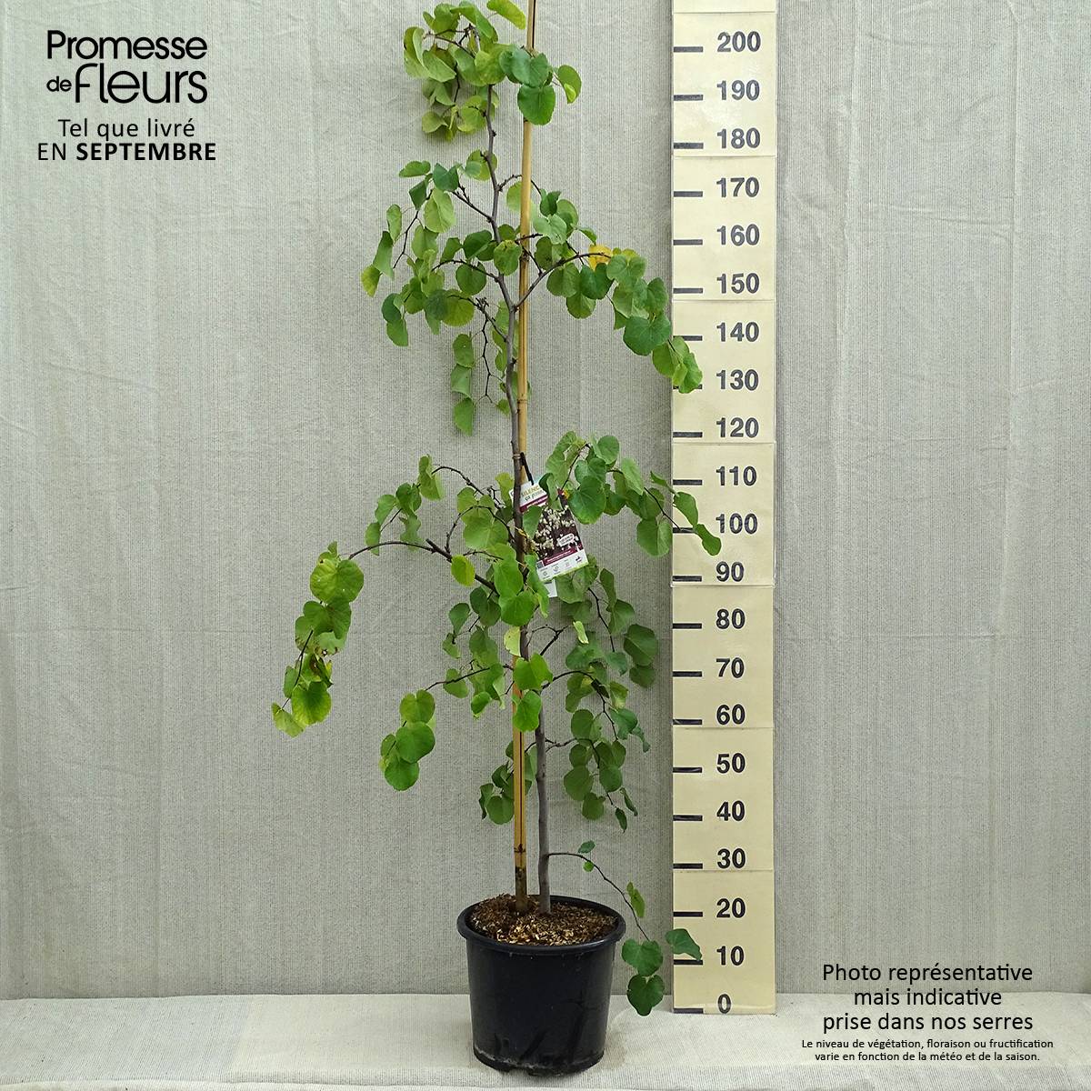 Gainier du Canada - Cercis canadensis Royal White Pot de 12L/15L - Image 2