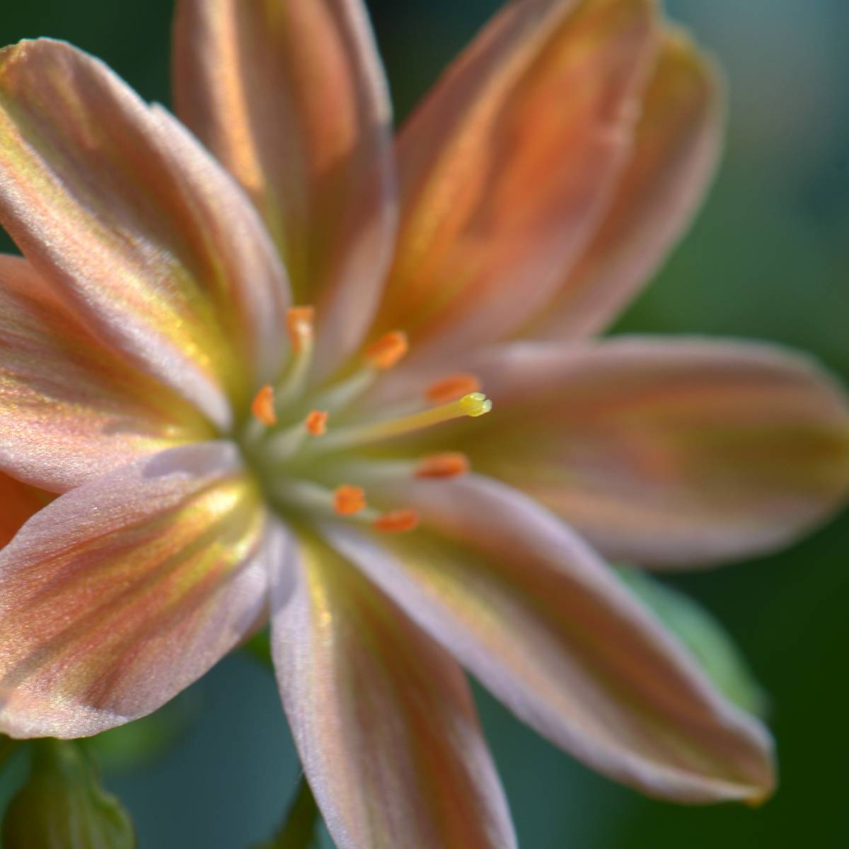 Promesse de Fleurs - Lewisia Little Peach Pot de 1,5L/2L