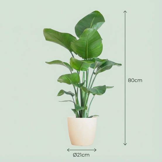 Strelitzia Nicolai et Son Pot Blanc - H80cm - Image 4