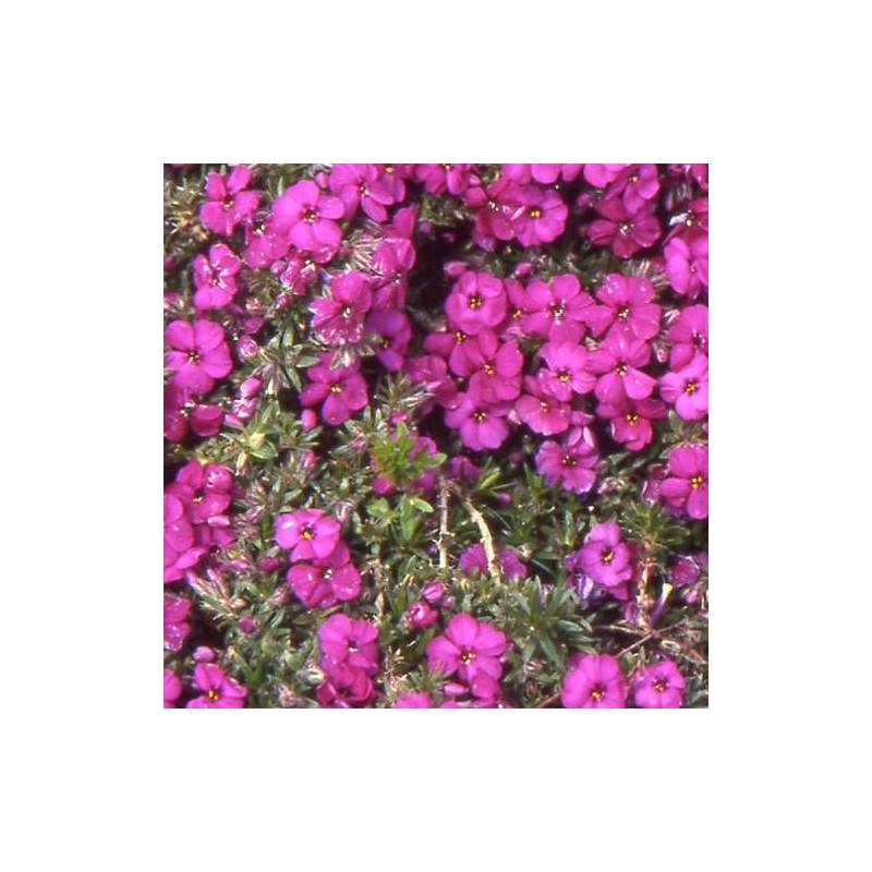 Phlox nain Red Admiral, Phlox mousse à fleurs Rose/Rouge - feuillage Caduc - Godet - 5/20 cm