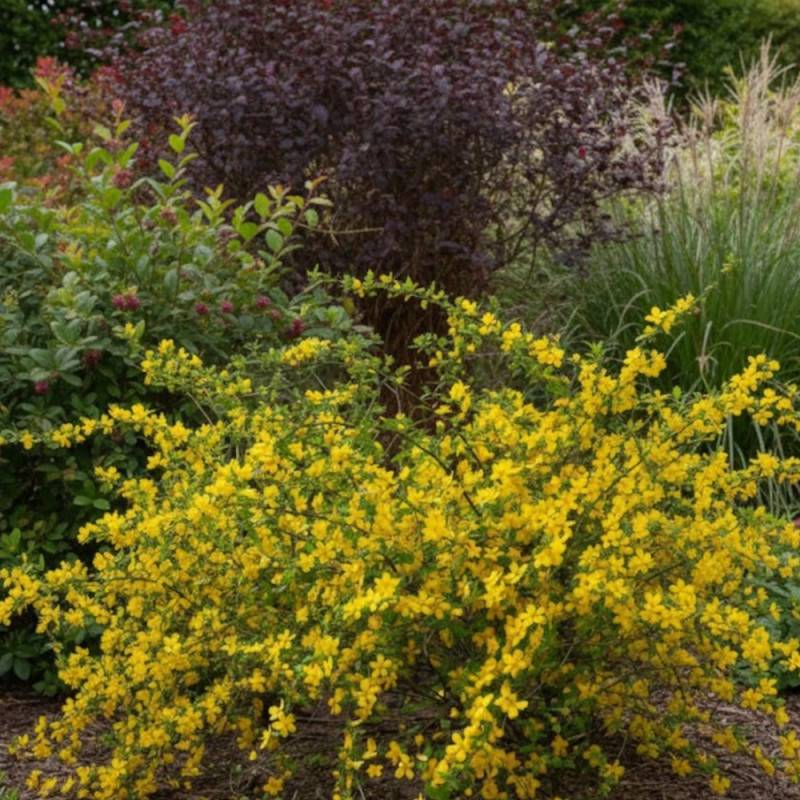 Corête du Japon Golden Guinea, Kerria à fleurs Jaune/ - feuillage Caduc - Pot de 3L - 40/60 cm - Image 5