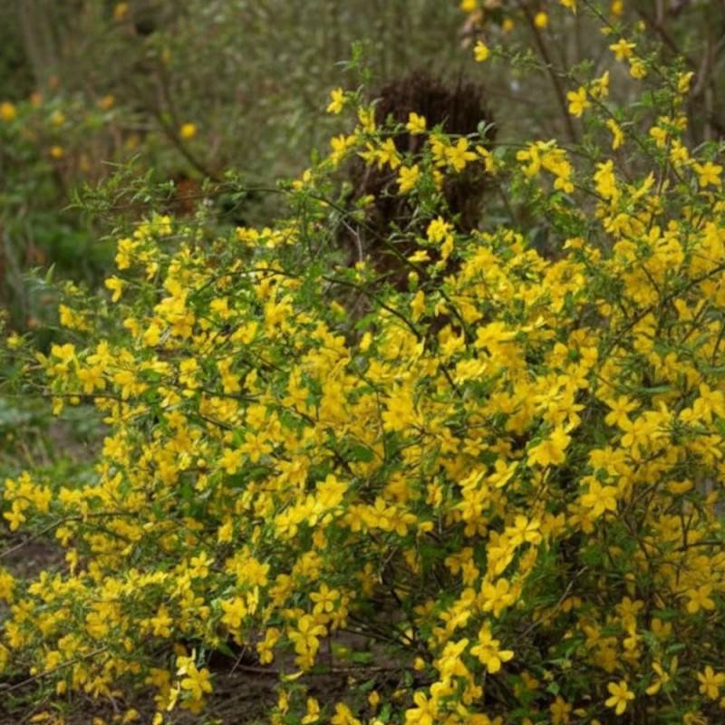 Corête du Japon Golden Guinea, Kerria à fleurs Jaune/ - feuillage Caduc - Pot de 3L - 40/60 cm - Image 3