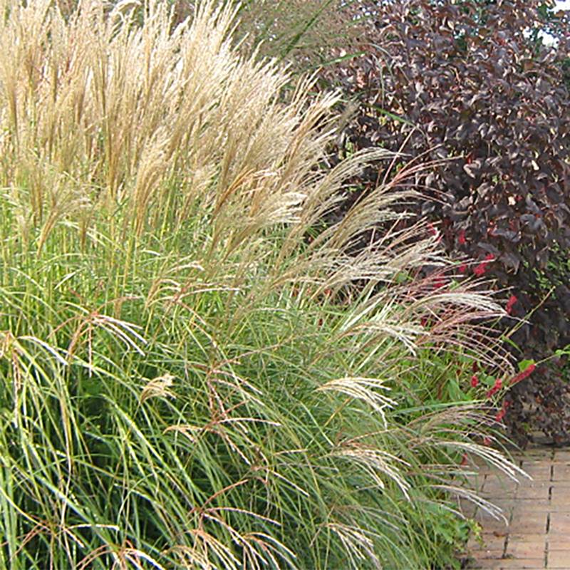 Miscanthus sinensis Yaku-Jima - Roseau de Chine  Godet de 8/9 cm