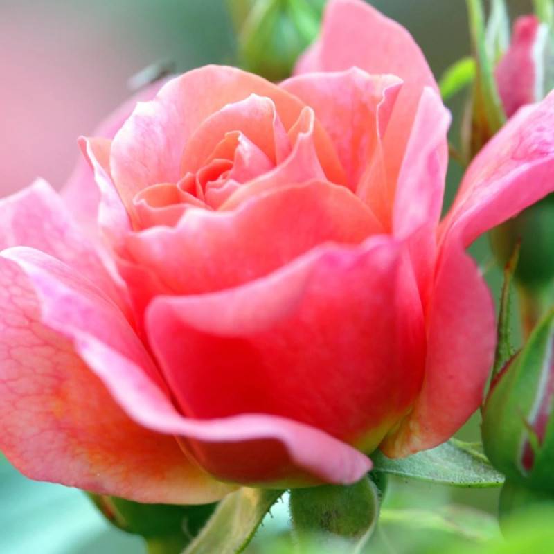 Rosier à grandes fleurs Belle du Seigneur® 'DELocabri' à fleurs Rose/Orange - feuillage Caduc - Pot de 10 L - 1/2 tige - Image 5