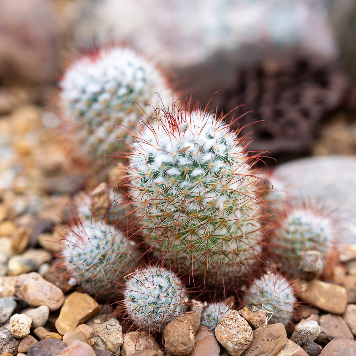 Promesse de Fleurs - Cactus - Mammillaria bombycina Mini-plante