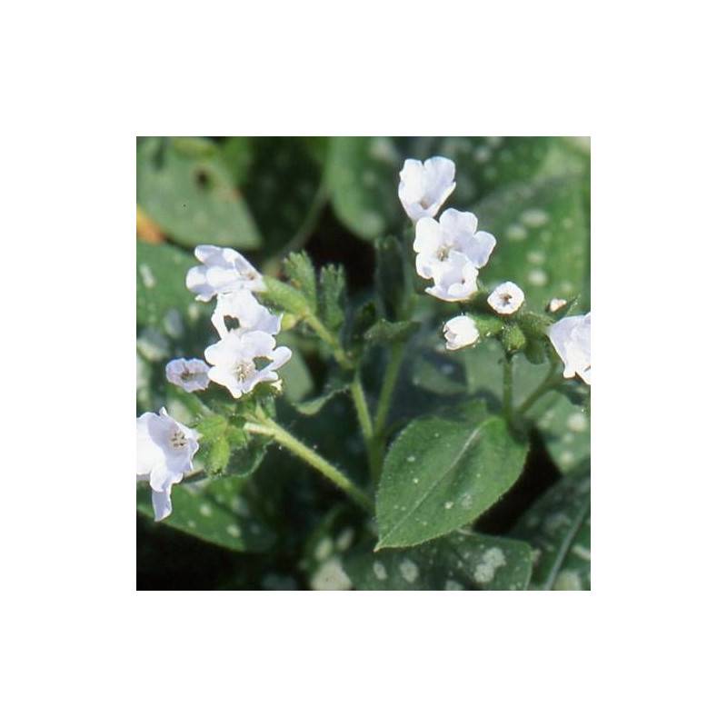 Pulmonaire Sissinghurst White à fleurs Blanche/ - feuillage Caduc - Godet - 5/20 cm - Image 1