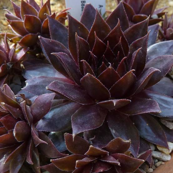 Promesse de Fleurs - Sempervivum Dark Beauty - Joubarbe pourpre foncé Godet de 8/9 cm