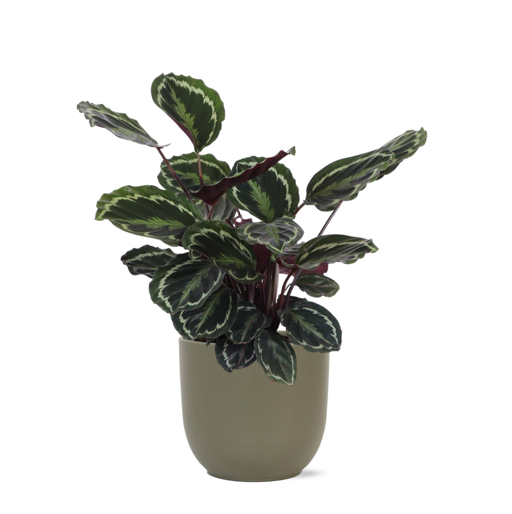 La Green Touch - Calathea Medallion et son pot- La Green Touch Olive - Hauteur 70cm