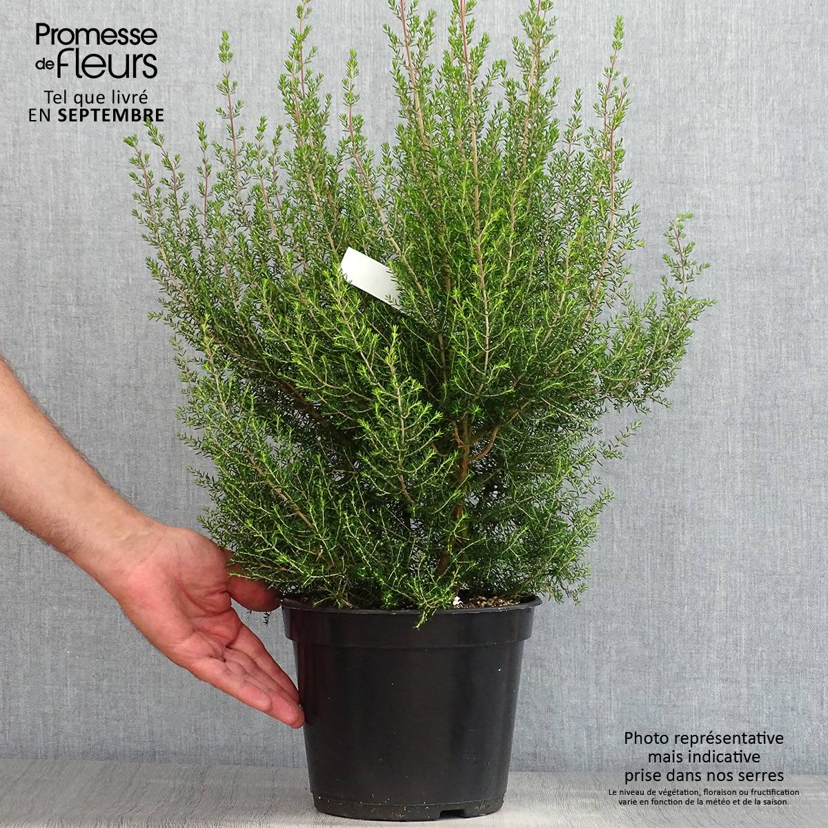 Promesse de Fleurs - Erica canaliculata - Bruyère arbustive de Noël Pot de 4L/5L - Image 2