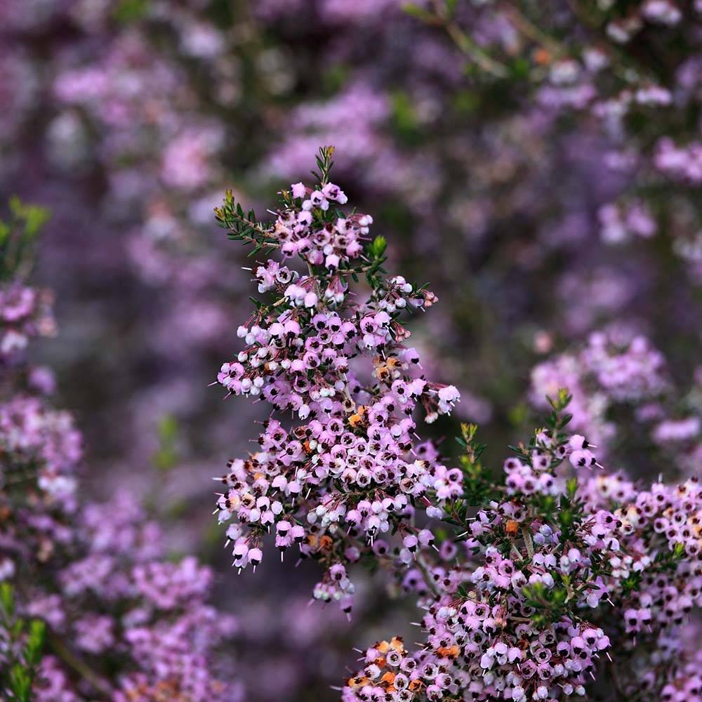 Promesse de Fleurs - Erica canaliculata - Bruyère arbustive de Noël Pot de 4L/5L - Image 1