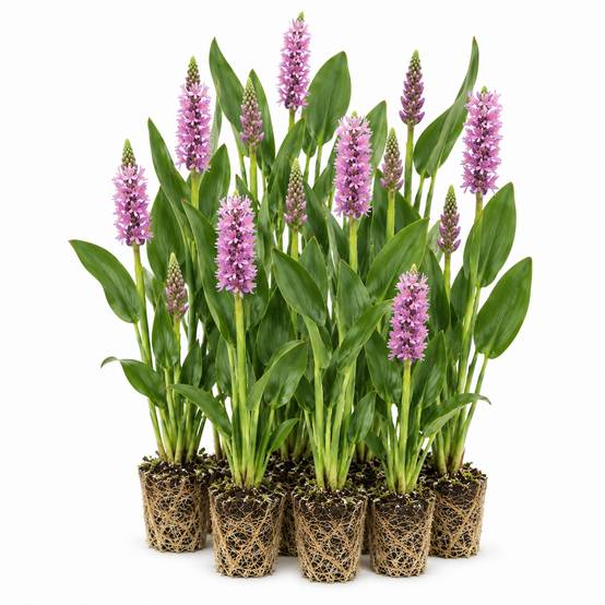 Pontédérie rose - Pontederia cordata - 12 plantes - Image 1