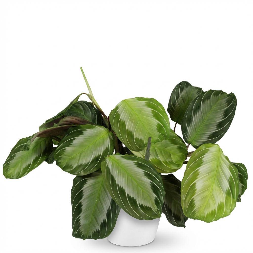 Maranta Fascinator Silverband - H35cm - Image 3