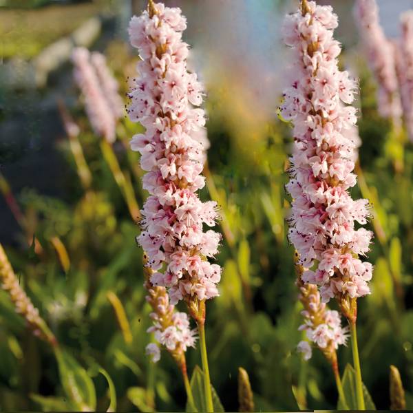 Renouée - Persicaria affinis Donald Lowndes Godet de 8/9 cm