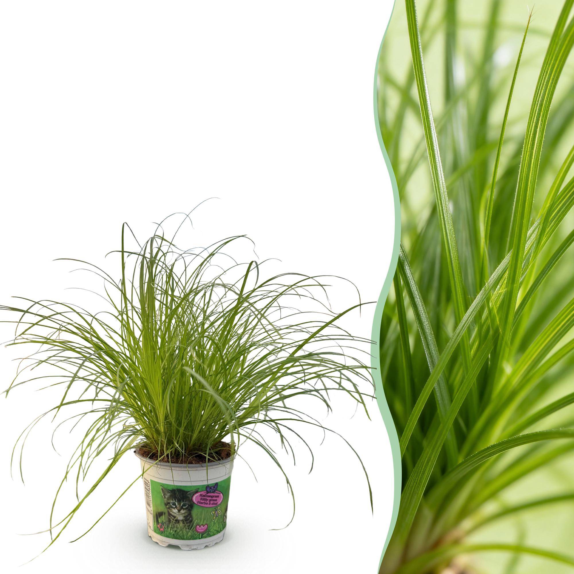 Cyperus alternifolius Zumula - Pet-friendly - Pot de 12cm - Hauteur 20cm - 1 plante - Sans cache-pot - Plantes d'intérieur - Image 1