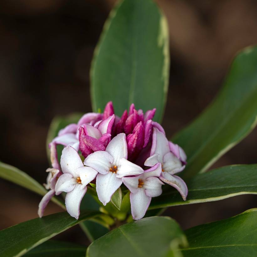 Promesse de Fleurs - Daphne odora Aureomarginata Pot de 2L/3L