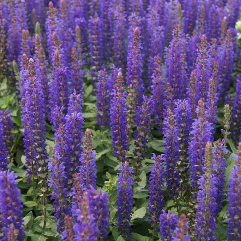 Sauge des bois Blue Bouquetta® à fleurs Bleue/ - feuillage Caduc - Godet - 5/20 cm - Image 5