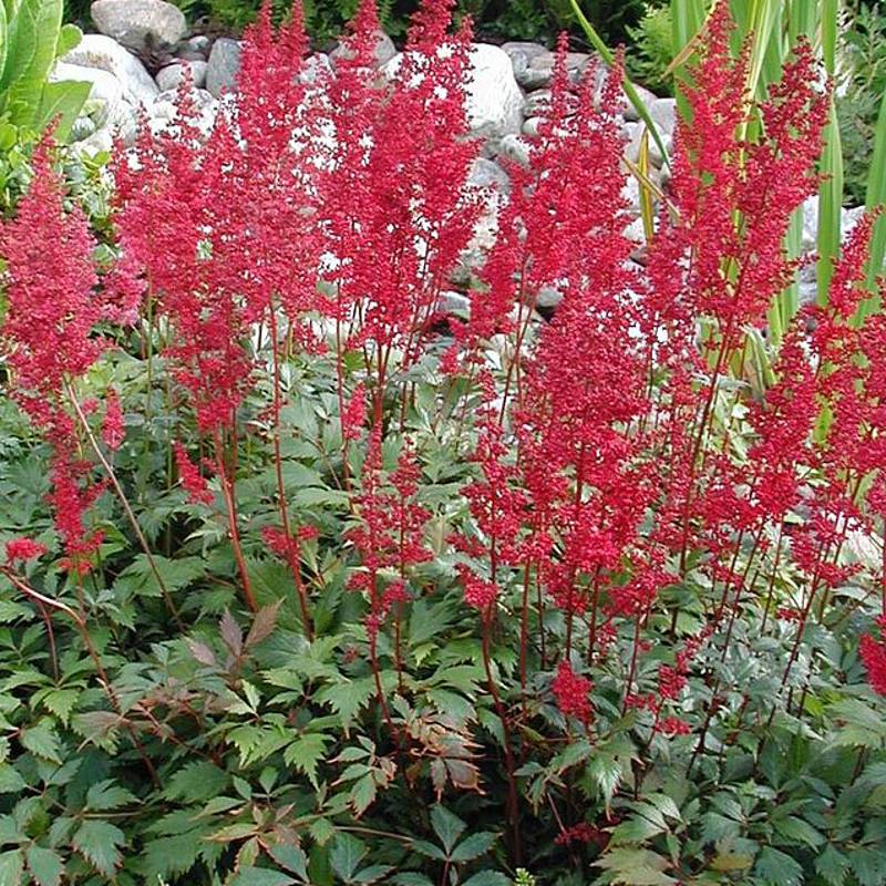 Astilbe japonica Montgomery Godet de 8/9 cm