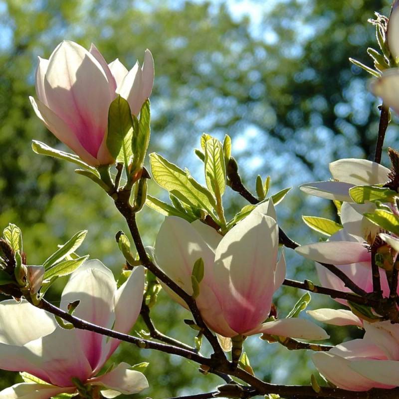 Magnolia Sunsation à fleurs Rose - feuillage Caduc - Pot de 5L - Touffe-  hauteur à maturité De 3,00 m à 5,00 m - Image 2