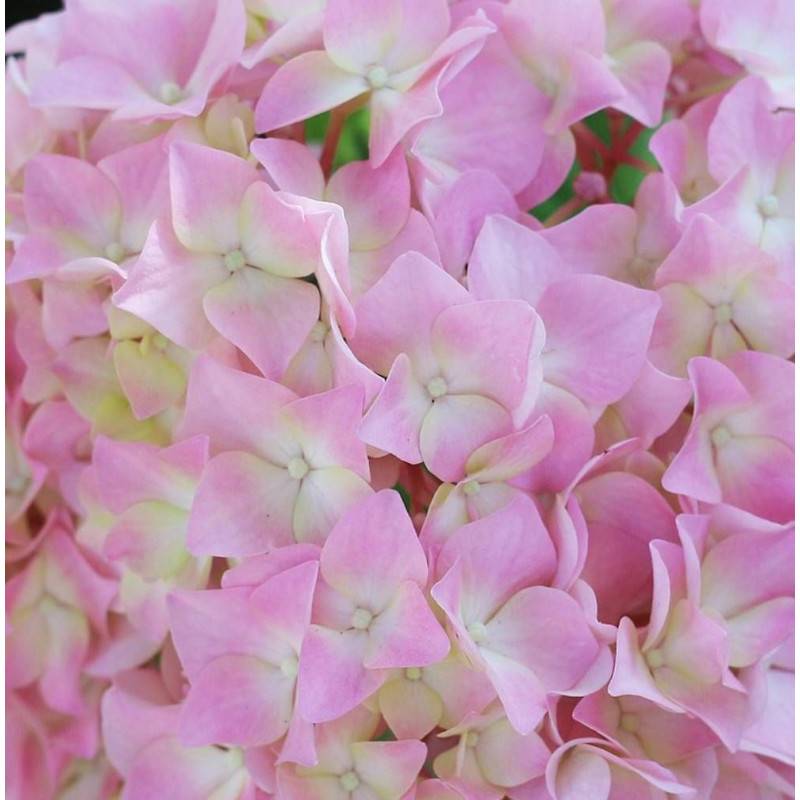 Hortensia French Bolero® 'Bolero', Hydrangea macrophylla à fleurs Rose - feuillage Caduc - Pot de 1,5L - 20/40 cm-  hauteur à maturité De 1,00 m à 1,5 - Image 1