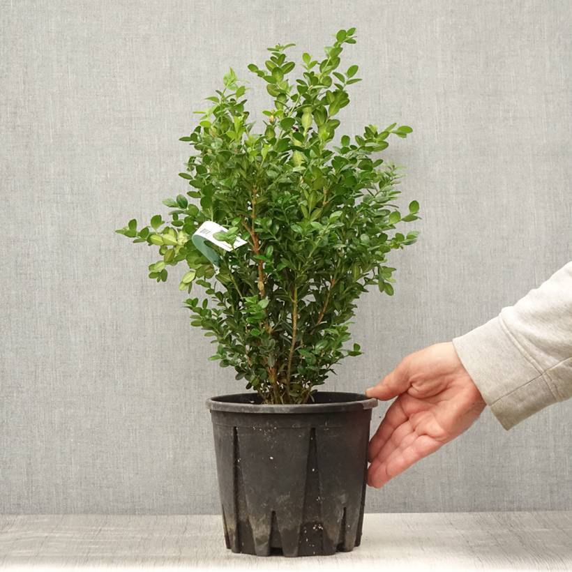 Buis - Buxus microphylla Faulkner  Pot de 2L/3L - Image 2