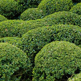 Buis - Buxus microphylla Faulkner Pot de 2L/3L