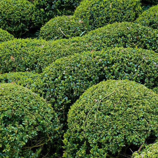 Buis - Buxus microphylla Faulkner Pot de 2L/3L - Image 1