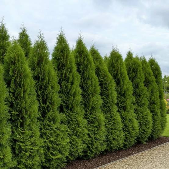 Cyprès de Leyland, Cupressocyparis leylandii - Pot de 10L - 125/150 cm - Image 3