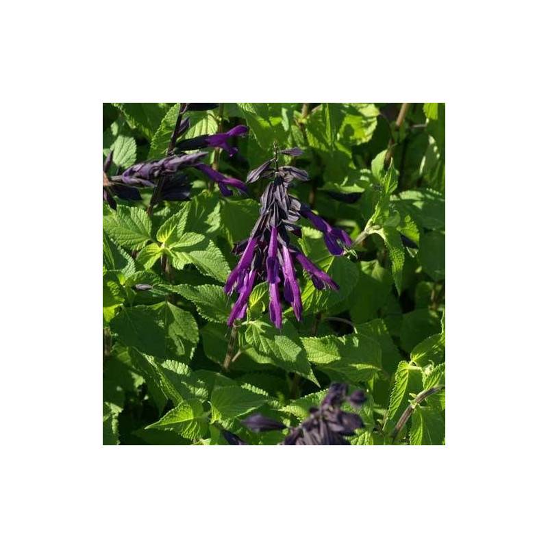Sauge Amistad® à fleurs Violette/Noir - feuillage Semi-Persistant - Godet - 5/20 cm - Image 7