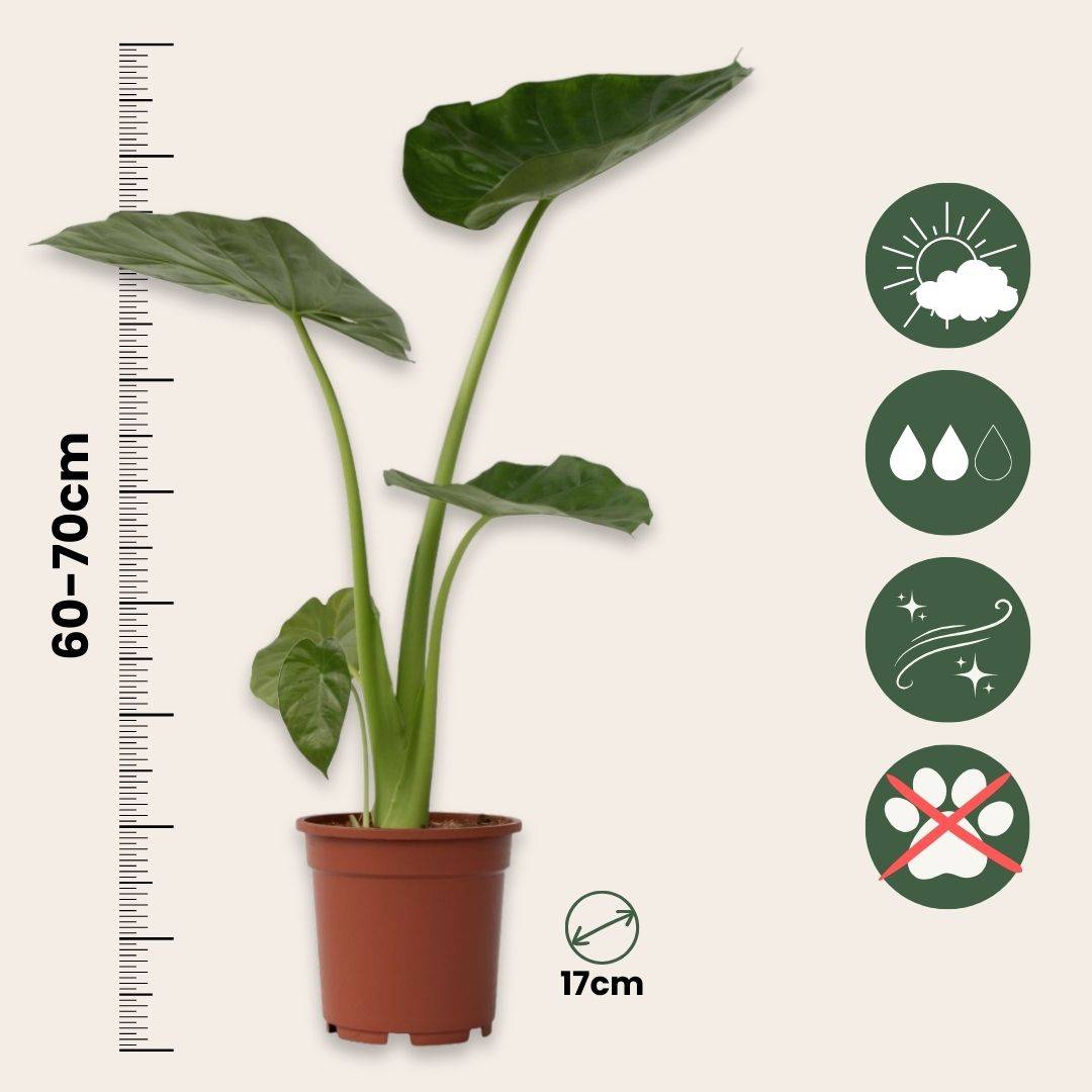 Plant In A Box - Plante à grandes feuilles - Alocasia 'Macrorrhizos' - Hauteur 60-70cm - ⌀17cm - Image 4