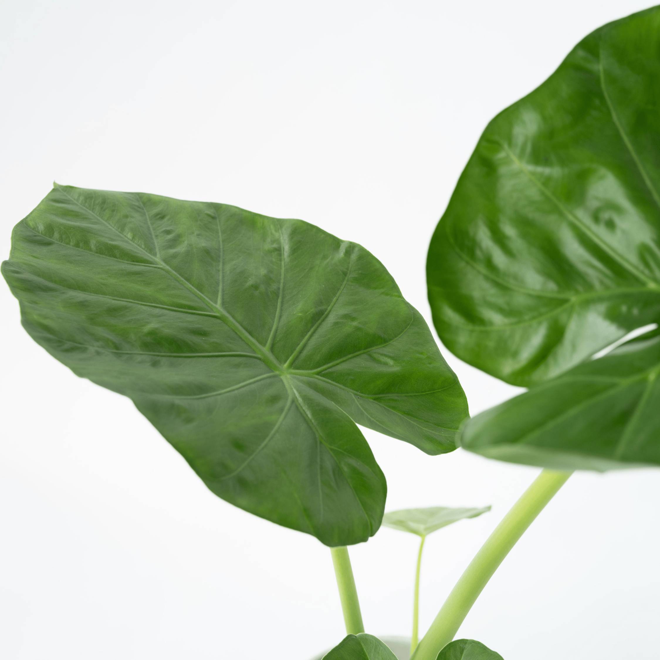 Plant In A Box - Plante à grandes feuilles - Alocasia 'Macrorrhizos' - Hauteur 60-70cm - ⌀17cm - Image 3