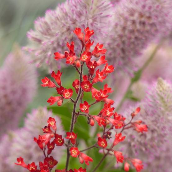 Graines d'Heuchère Vivid - Heuchera sanguinea le sachet de 4250 graines environ (0,2g)