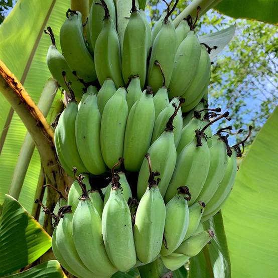 Promesse de Fleurs - Bananier - Musa sikkimensis Helen's Hybride Godet de 8/9 cm