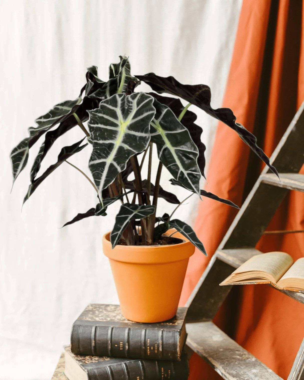 Alocasia Polly 45cm - Plante d'intérieur- La Green Touch - Image 2