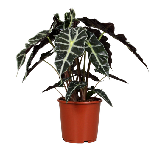 Alocasia Polly 45cm - Plante d'intérieur- La Green Touch - Image 1