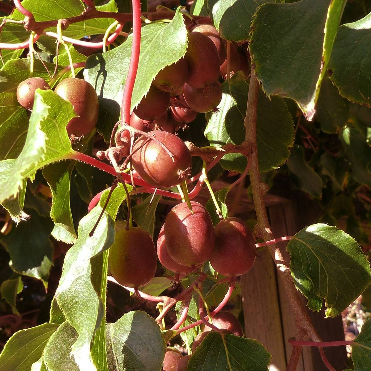 Kiwai femelle Red Jumbo - Actinidia arguta Pot de 1,5L/2L