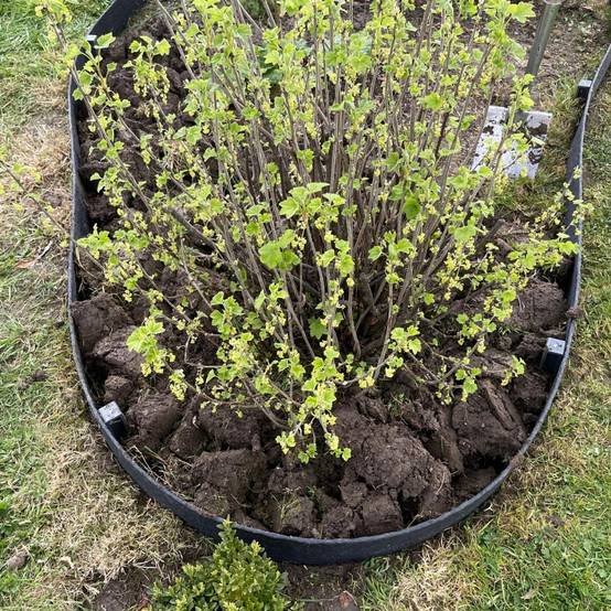 Pack Bordure de jardin flexible JARDINEX 20 m + 20 piquets - Noir - Jardinex - Image 5