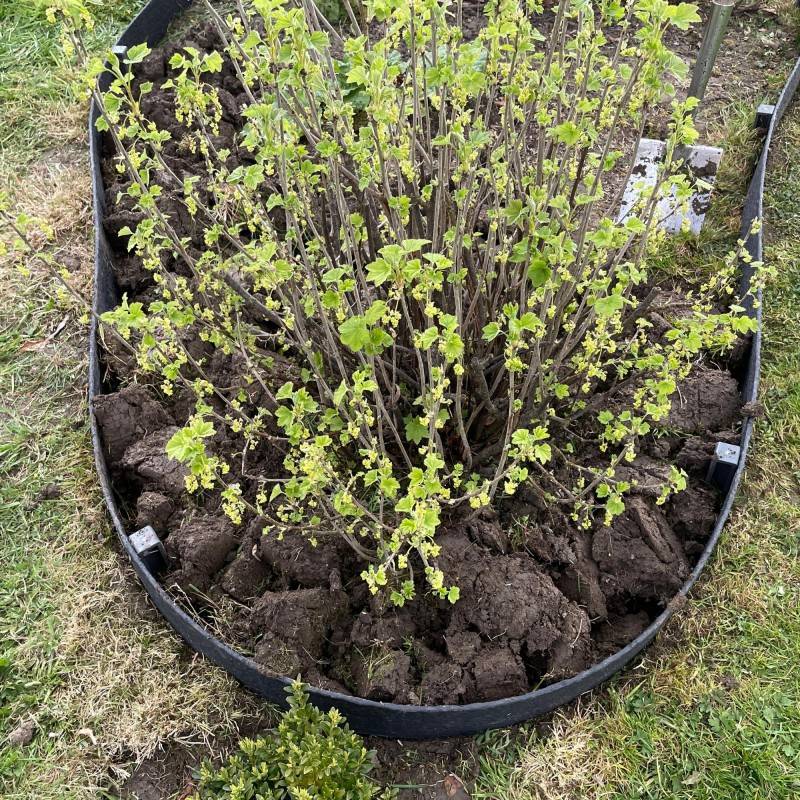 Pack Bordure de jardin flexible JARDINEX 20 m + 20 piquets - Noir  - Jardinex - Image 5