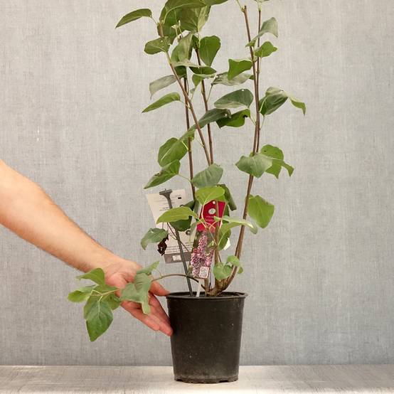 Lilas Sensation - Syringa vulgaris Pot de 3L/4L, Buisson, 3/4 branches - Image 2