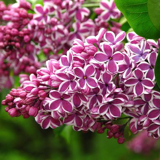 Lilas Sensation - Syringa vulgaris Pot de 3L/4L, Buisson, 3/4 branches - Image 1