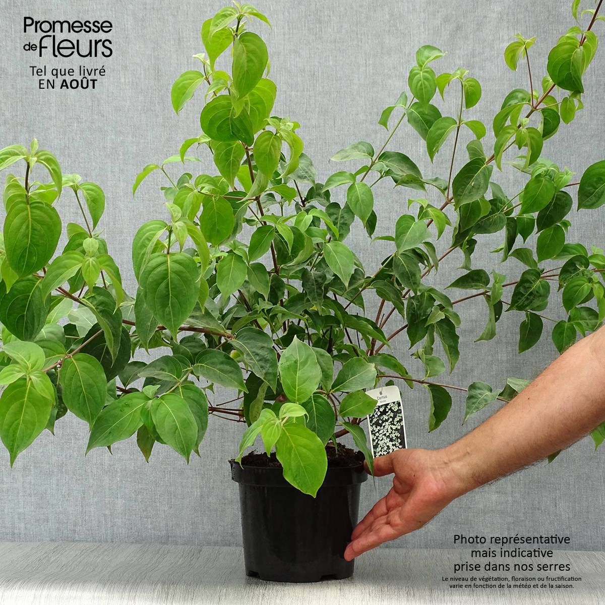 Promesse de Fleurs - Cornus kousa - Cornouiller du Japon Pot de 2L/3L - Image 2