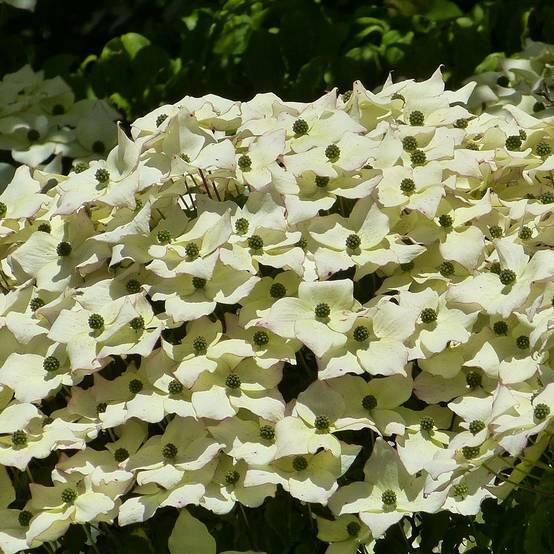 Promesse de Fleurs - Cornus kousa - Cornouiller du Japon Pot de 2L/3L - Image 1