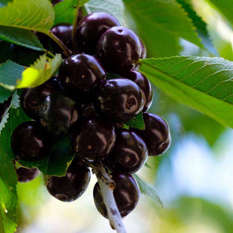 Cerisier bigarreau 'Noir de Meched' (Prunus avium 'Noire de Meched') - Scion de 150cm - Pépinières Naudet - Image 1