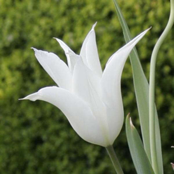 Promesse de Fleurs - Tulipe Fleur de Lis Sapporo Bulbe calibre 12+ (par 10)