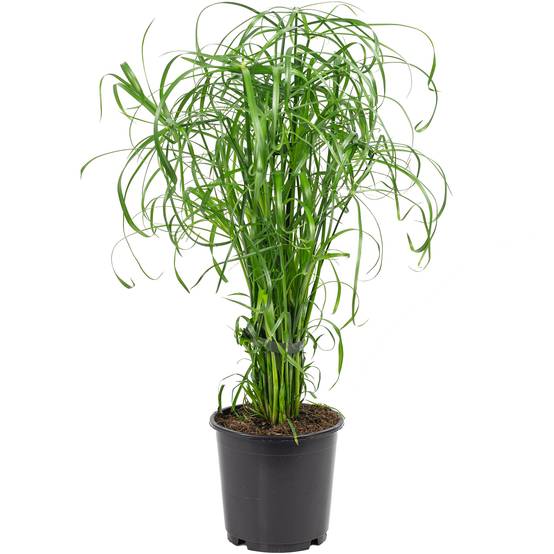 Papyrus alternifolié - plante d'intérieur facile d'entretien, Cyperus alternifolius - hauteur env. 60 cm, pot-Ø 14 cm - Image 1